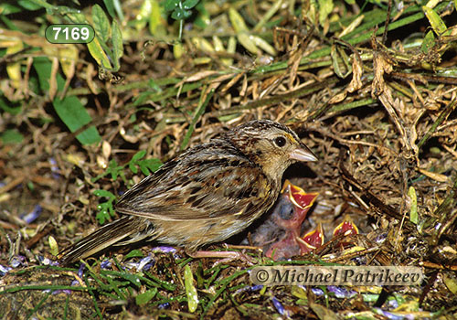 Grasshopper Sparrow (Ammodramus savannarum)